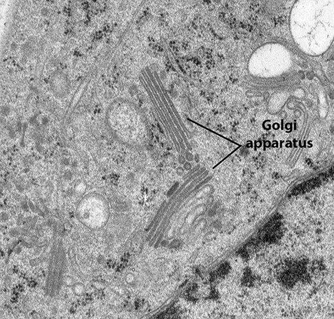 Biol Lecture Guide Electron Micrograph Of A Golgi Body